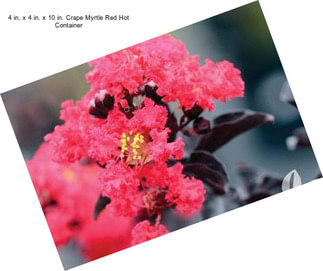 4 in. x 4 in. x 10 in. Crape Myrtle Red Hot Container