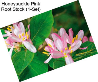 Honeysuckle Pink Root Stock (1-Set)