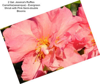 2 Gal. Jessica\'s Ruffles Camellia(sasanqua) - Evergreen Shrub with Pink Semi-double Blooms
