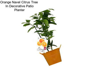 Orange Navel Citrus Tree  In Decorative Patio Planter