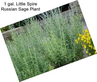 1 gal. Little Spire Russian Sage Plant