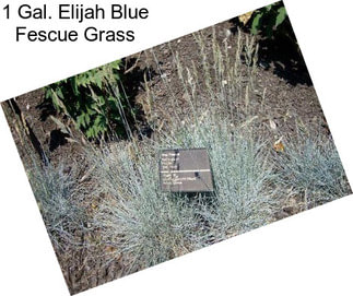 1 Gal. Elijah Blue Fescue Grass