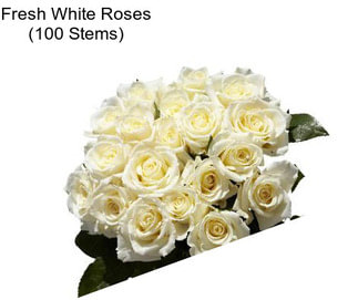 Fresh White Roses (100 Stems)