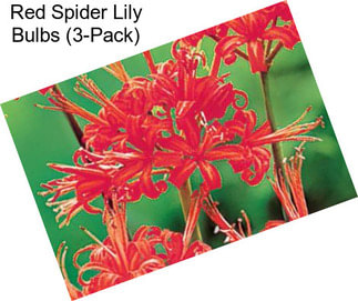 Red Spider Lily Bulbs (3-Pack)