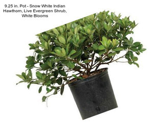 9.25 in. Pot - Snow White Indian Hawthorn, Live Evergreen Shrub, White Blooms