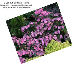 3 Gal. Tuff Stuff Reblooming (Mountain Hydrangea) Live Shrub in Blue, Pink and Purple Flowers