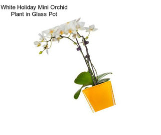 White Holiday Mini Orchid Plant in Glass Pot