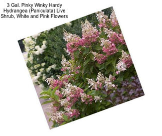 3 Gal. Pinky Winky Hardy Hydrangea (Paniculata) Live Shrub, White and Pink Flowers