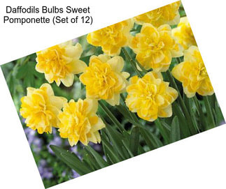 Daffodils Bulbs Sweet Pomponette (Set of 12)