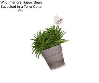 Wild Interiors Happy Bean Succulent in a Terra Cotta Pot