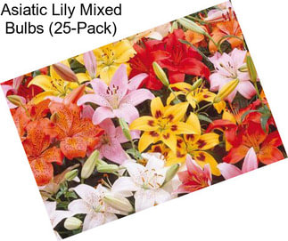 Asiatic Lily Mixed Bulbs (25-Pack)