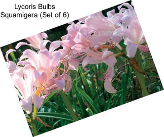 Lycoris Bulbs Squamigera (Set of 6)