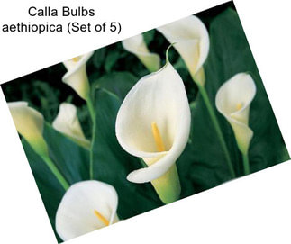 Calla Bulbs aethiopica (Set of 5)