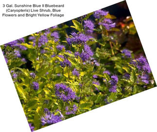 3 Gal. Sunshine Blue II Bluebeard (Caryopteris) Live Shrub, Blue Flowers and Bright Yellow Foliage