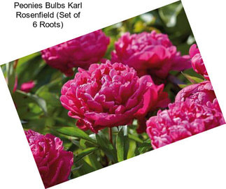 Peonies Bulbs Karl Rosenfield (Set of 6 Roots)