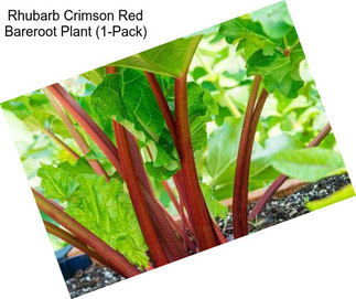 Rhubarb Crimson Red Bareroot Plant (1-Pack)