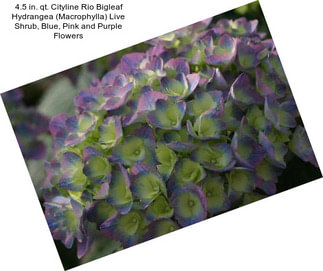 4.5 in. qt. Cityline Rio Bigleaf Hydrangea (Macrophylla) Live Shrub, Blue, Pink and Purple Flowers