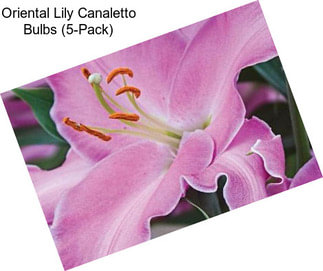 Oriental Lily Canaletto Bulbs (5-Pack)