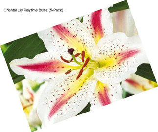 Oriental Lily Playtime Bulbs (5-Pack)