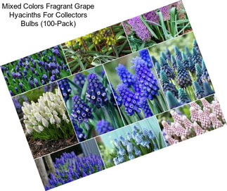 Mixed Colors Fragrant Grape Hyacinths For Collectors Bulbs (100-Pack)