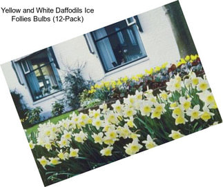 Yellow and White Daffodils Ice Follies Bulbs (12-Pack)