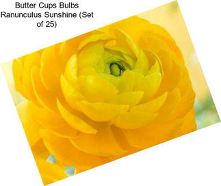 Butter Cups Bulbs Ranunculus Sunshine (Set of 25)