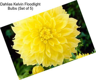 Dahlias Kelvin Floodlight Bulbs (Set of 5)