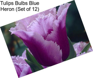 Tulips Bulbs Blue Heron (Set of 12)