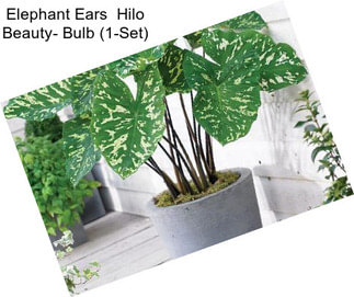 Elephant Ears  Hilo Beauty- Bulb (1-Set)