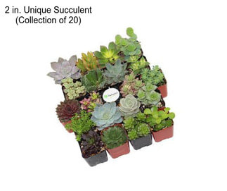 2 in. Unique Succulent (Collection of 20)