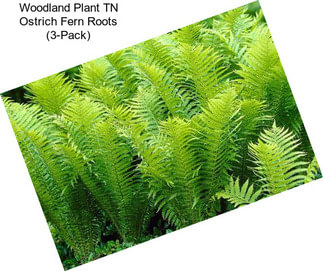 Woodland Plant TN Ostrich Fern Roots (3-Pack)