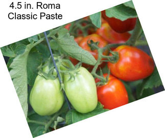 4.5 in. Roma Classic Paste