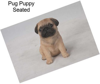 Pug Puppy Seated