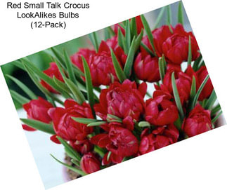 Red Small Talk Crocus LookAlikes Bulbs (12-Pack)