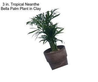 3 in. Tropical Neanthe Bella Palm Plant in Clay