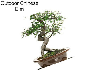 Outdoor Chinese Elm