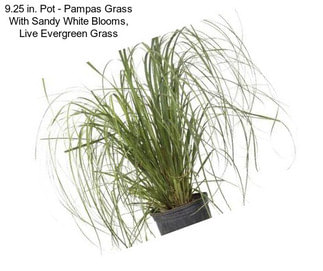 9.25 in. Pot - Pampas Grass With Sandy White Blooms, Live Evergreen Grass