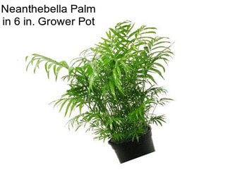 Neanthebella Palm in 6 in. Grower Pot