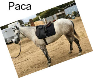 Paca