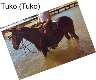 Tuko (Tuko)