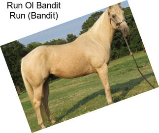 Run Ol Bandit Run (Bandit)