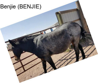 Benjie (BENJIE)