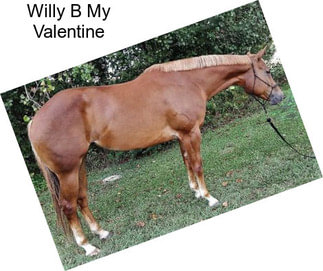 Willy B My Valentine