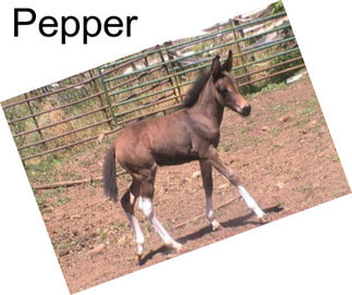 Pepper