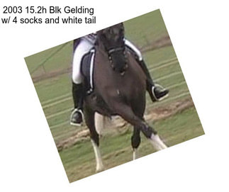 2003 15.2h Blk Gelding w/ 4 socks and white tail