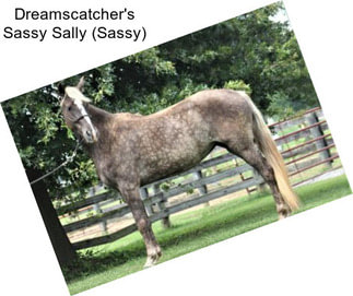 Dreamscatcher\'s Sassy Sally (Sassy)