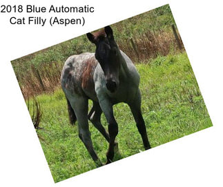 2018 Blue Automatic Cat Filly (Aspen)