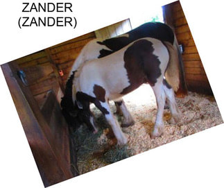 ZANDER (ZANDER)