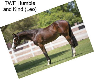 TWF Humble and Kind (Leo)