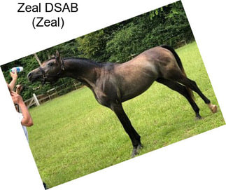 Zeal DSAB (Zeal)